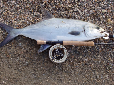Lichia amia (spiaggiato)